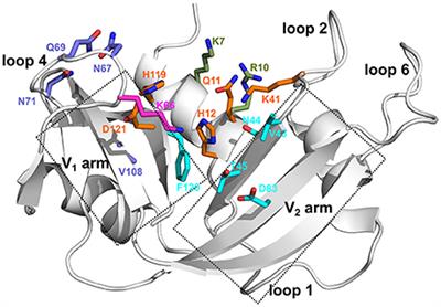 Ligand-Induced Variations in Structural and Dynamical Properties Within an Enzyme Superfamily